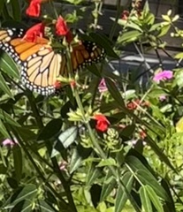 Danaus plexippus