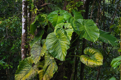 Philodendron pterotum image