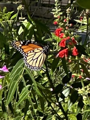 Danaus plexippus