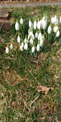 Galanthus nivalis