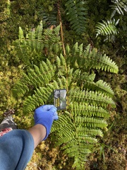 Dryopteris peranema