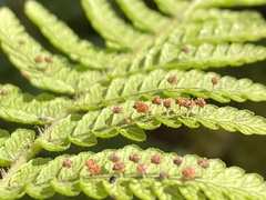 Dryopteris peranema