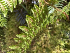 Dryopteris peranema