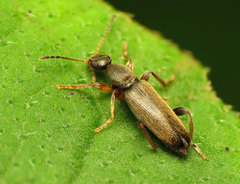Macratria murina
