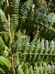 Dryopteris peranema