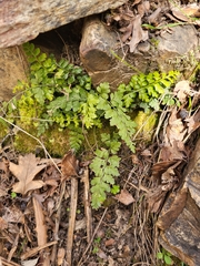 Asplenium billotii