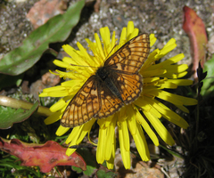 Euphydryas asiatica