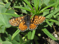 Euphydryas asiatica