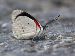 Diaethria