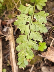 Asplenium billotii