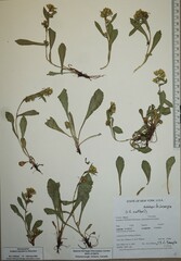 Solidago leiocarpa