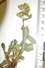 Solidago leiocarpa