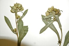 Solidago leiocarpa