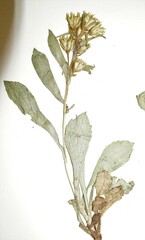 Solidago leiocarpa