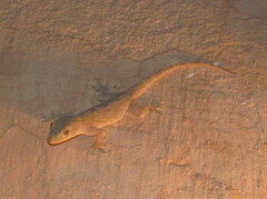 Hemidactylus flaviviridis