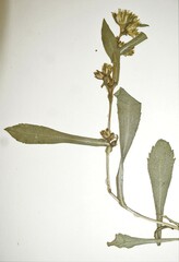 Solidago leiocarpa