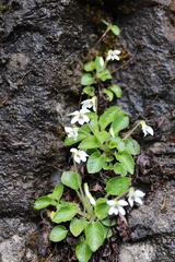Viola fargesii