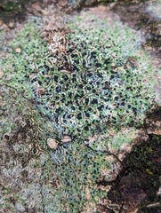 Lecidella elaeochroma