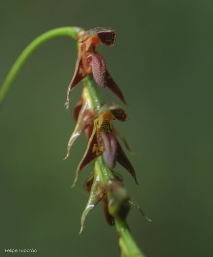 Bulbophyllum atropurpureum Barb.Rodr.