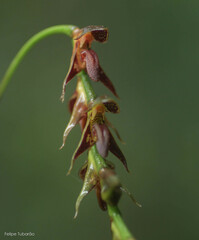 Bulbophyllum atropurpureum