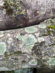 Lecidella elaeochroma