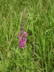 Lythrum salicaria