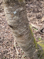 Prunus avium