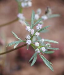 Daucus involucratus