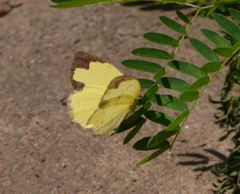 Eurema
