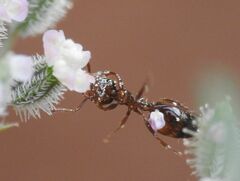 Crematogaster sordidula