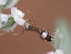 Crematogaster sordidula