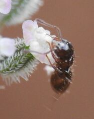 Crematogaster sordidula
