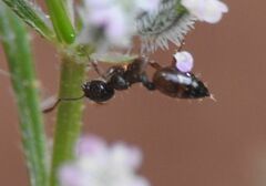 Crematogaster sordidula