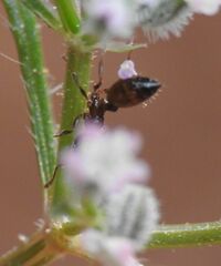 Crematogaster sordidula