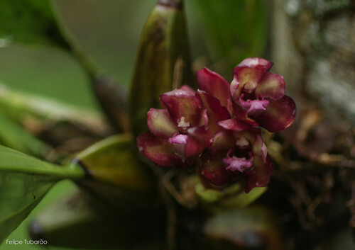 Bifrenaria atropurpurea Lindl. 2