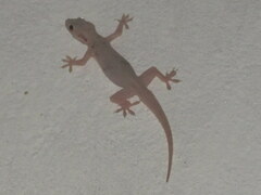 Hemidactylus flaviviridis