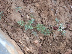 Daucus involucratus