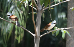 Garrulax leucolophus