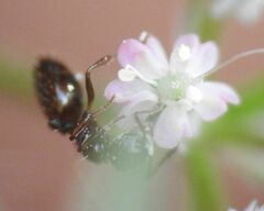 Crematogaster sordidula