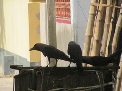 Corvus splendens