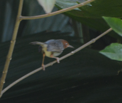 Orthotomus ruficeps