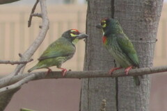 Psilopogon haemacephalus