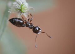 Crematogaster sordidula