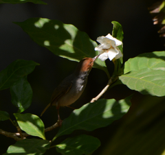 Orthotomus ruficeps