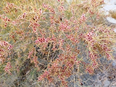 Haloxylon ammodendron