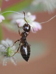 Crematogaster sordidula