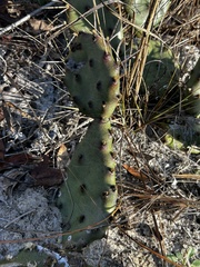 Opuntia austrina