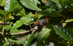 Orthotomus ruficeps
