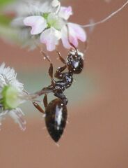 Crematogaster sordidula