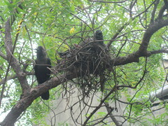 Corvus splendens